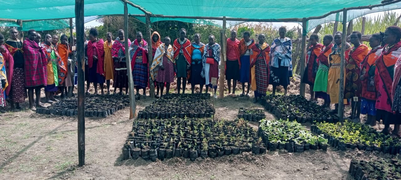 Women have established a tree nursery with a variety of tree species