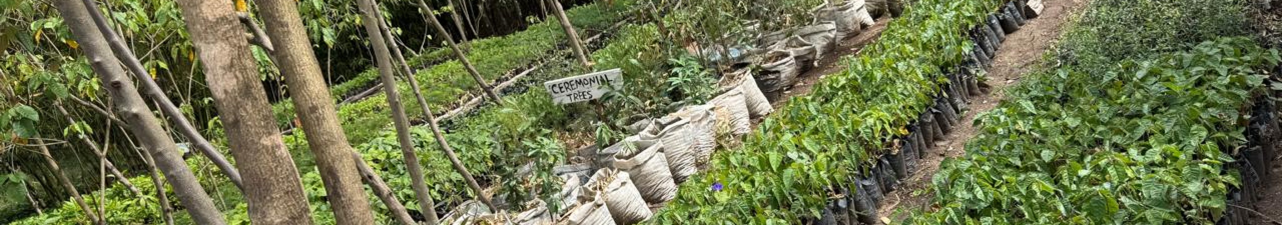 Indigenous tree nursery already established