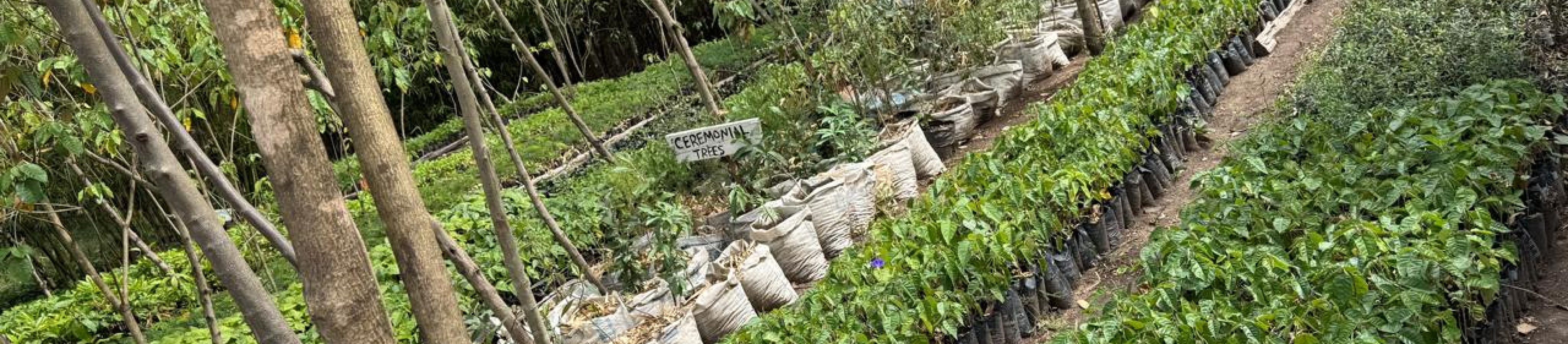 Indigenous tree nursery already established